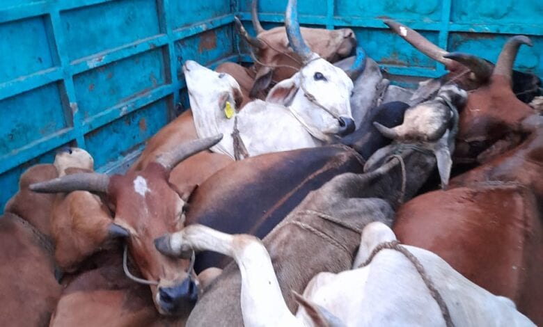 cow-taskari-amravati-mandal