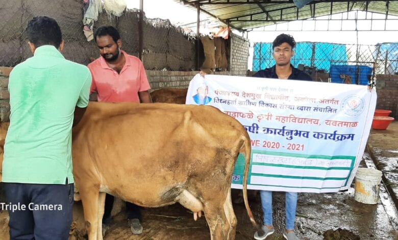 cow-vaccination-amravati-mandal