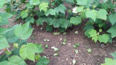 Wild-boars-amravati-mandal