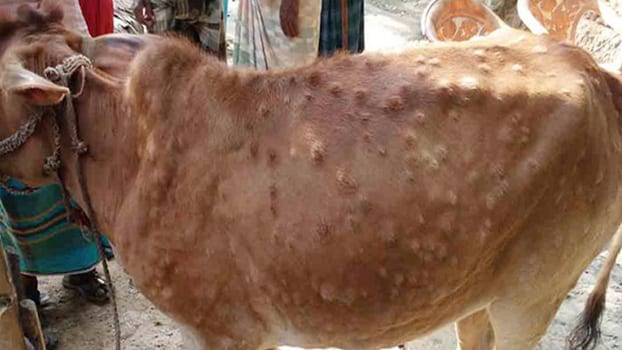 Lumpy-skin-disease-amravati-mandal