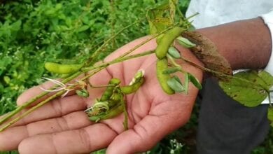 Soyabean-Amravati-Mandal