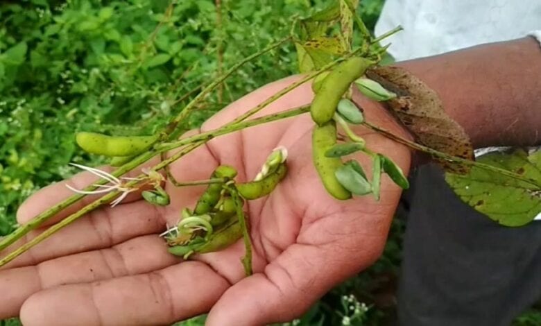 Soyabean-Amravati-Mandal