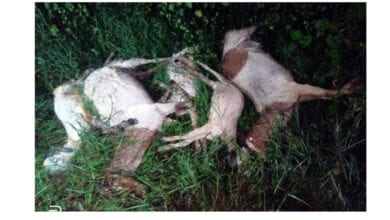 bakri-died-amravati-mandal
