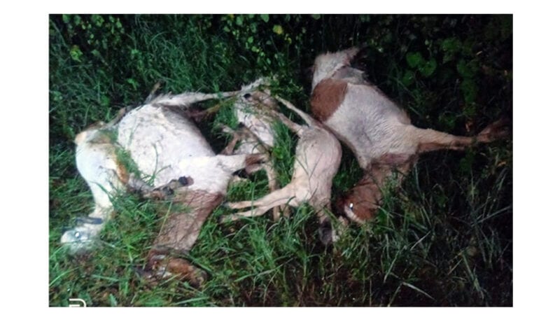 bakri-died-amravati-mandal