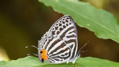 butterfly-amravasti-mandal