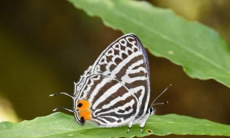 butterfly-amravasti-mandal