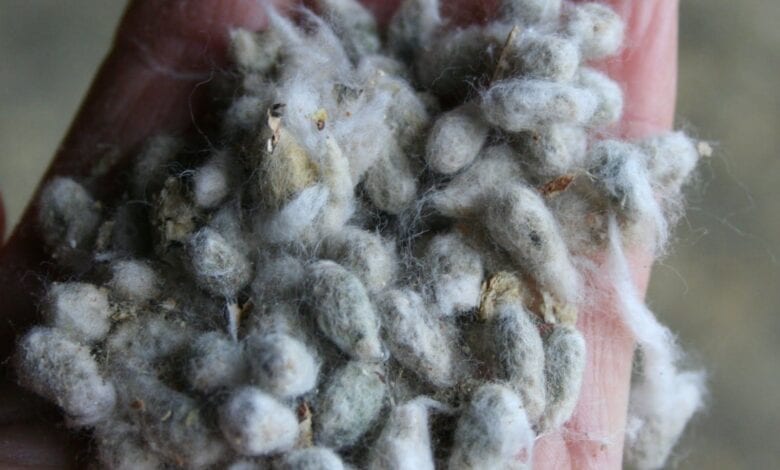 cotton-amravati-mandal
