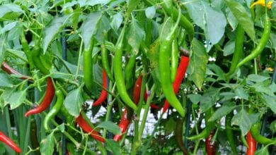 chillies-amravati-mandal
