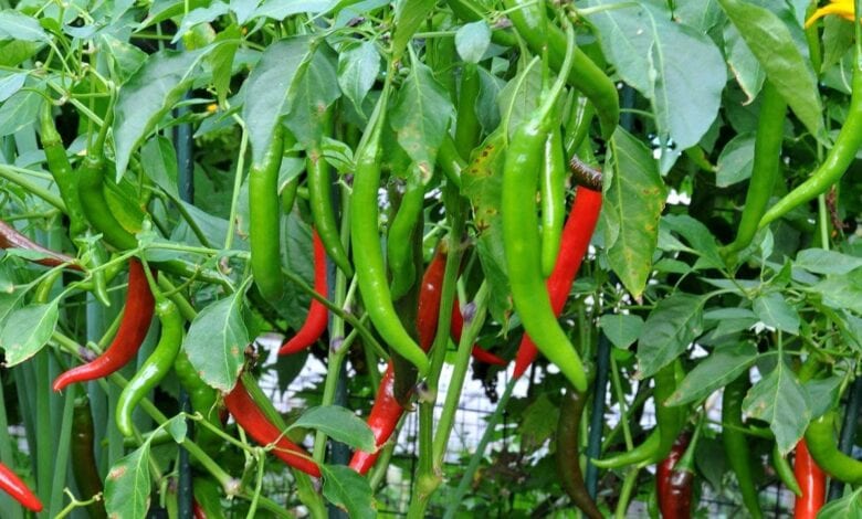 chillies-amravati-mandal
