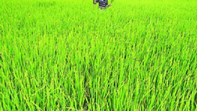 farmers-amravati-mandal