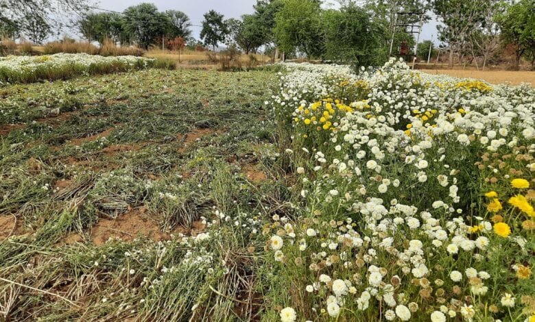 flowers-amravati-mandal