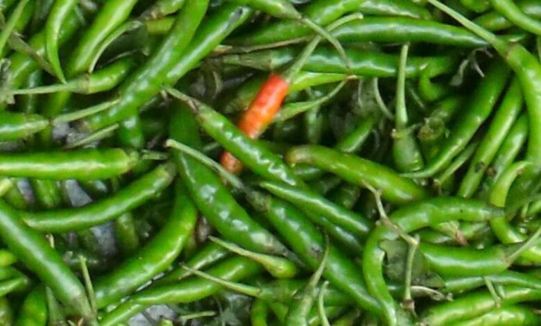 hari-mirch-amravati-mandal