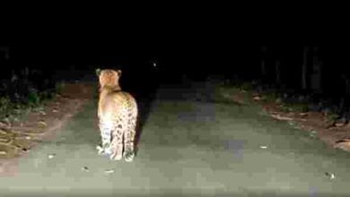 Leopards-amravati-mandal