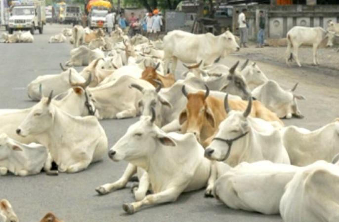 nagpur-amravati-amravati-mandal