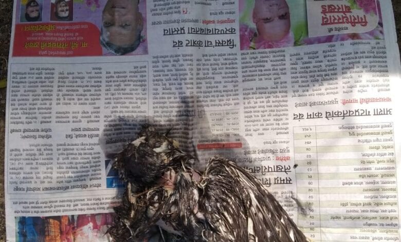 Bird-Amravati-Mandal