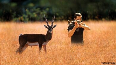 salman-black-buck-hit-amravati-mandal