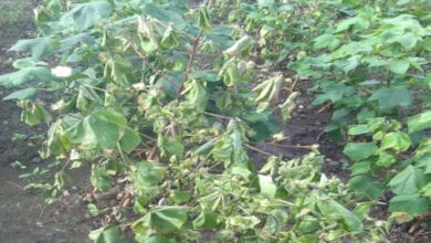 Cotton-bonds-amravati-mandal