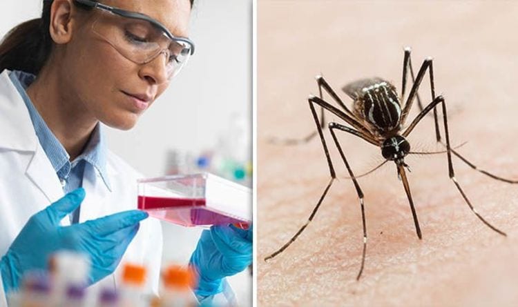 Dengue-amravati-mandal