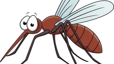Dengue-amravati-mandal