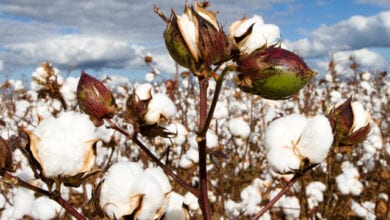 Cotton-swab-amravati-mandal