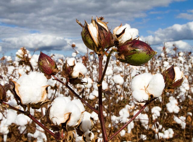 Cotton-swab-amravati-mandal