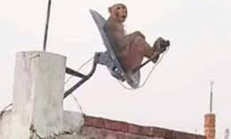 Monkey-Amravati-Mandal