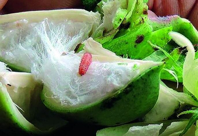 bondali-Amravati-Mandal