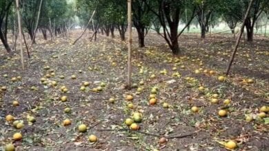 Oranges-amravati-mandal