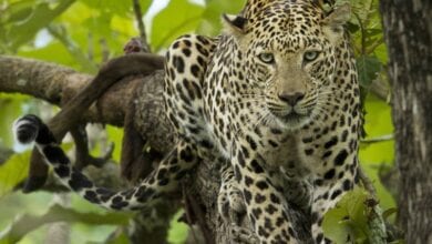 Leopard-amravati-mandal