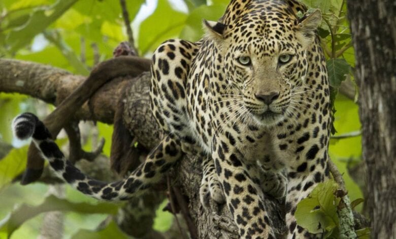 Leopard-amravati-mandal