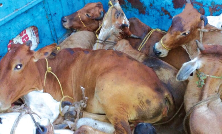 Cow-Traffiking-Amravati-Mandal