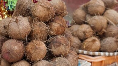 Coconut-Amravati-Mandal