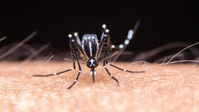 Dengue-Amravati-Mandal