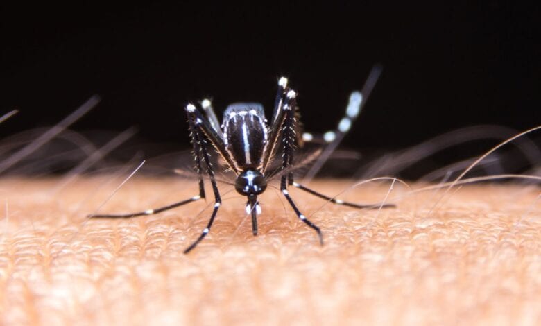 Dengue-Amravati-Mandal