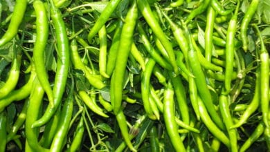 Mirchi-Amravati-Mandal