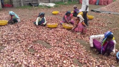Onion-Amravati-Mandal