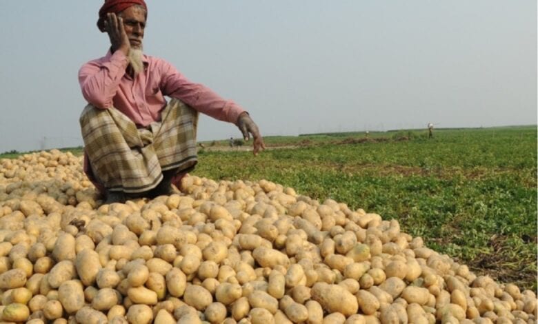 Potato-Amravati-Mandal