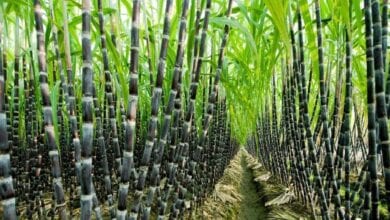 Sugar-Cane-Amravati-Mandal