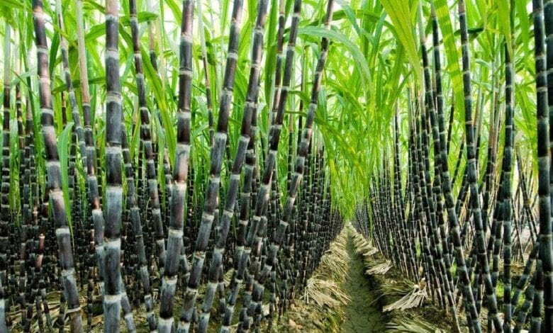 Sugar-Cane-Amravati-Mandal