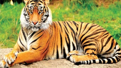 Tiger-Amravati-Mandal