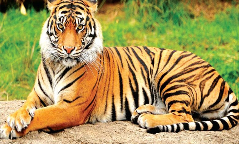 Tiger-Amravati-Mandal