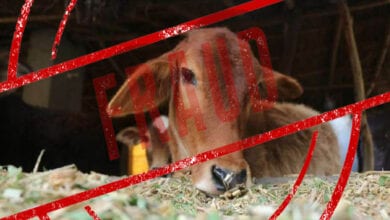 cow-fraud-amravati-mandal