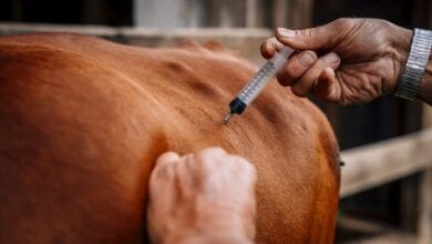 Vaccine-Amravati-Mandal