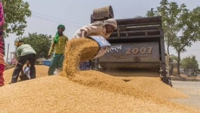 Wheat-Grain-market-Amravati-Mandal