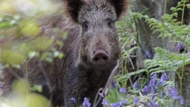 Wild-Boar-Amravati-Mandal