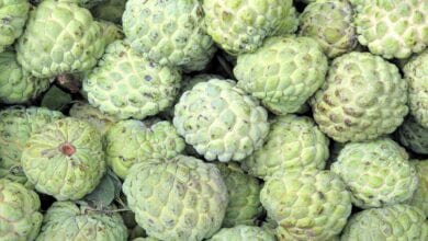 custard-apples-amravati-mandal