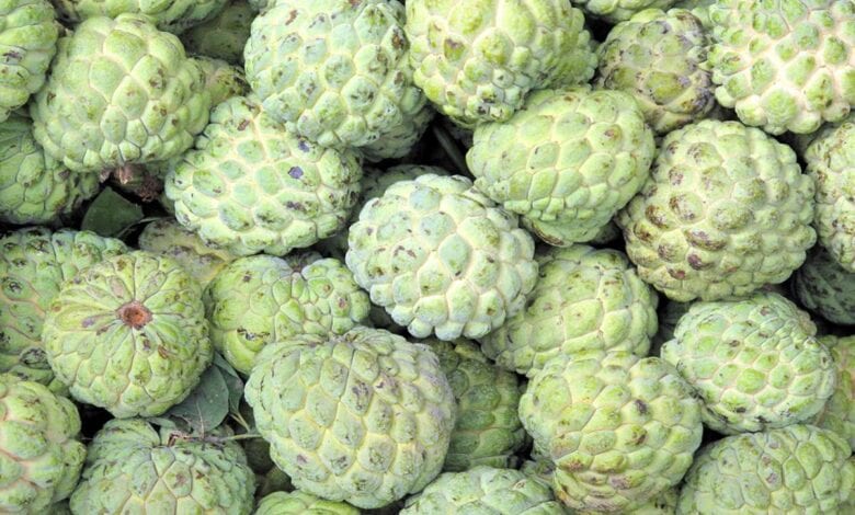 custard-apples-amravati-mandal