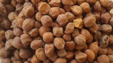 Chana-Seed-amravati-mandal