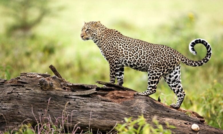 leopard-Amravati-Mandal
