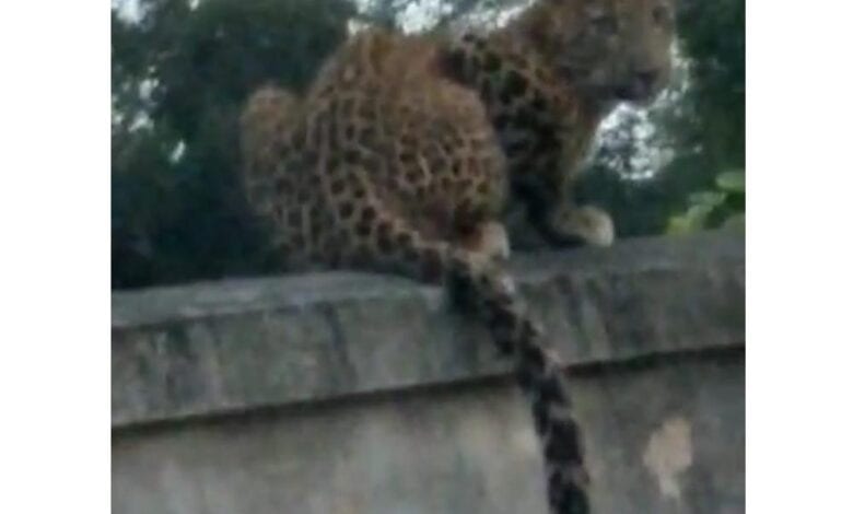 leoperd-amravati-mandal